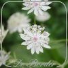 Astrantia major 'White Giant' --