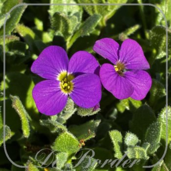 Aubrieta gracilis 'Audry Deep Blue'