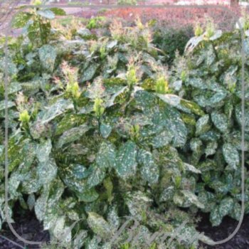 Aucuba japonica 'Crotonifolia'