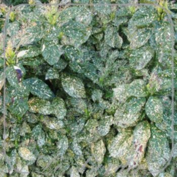 Aucuba japonica 'Crotonifolia'