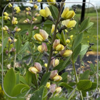 Baptisia 'Lemon Meringue'