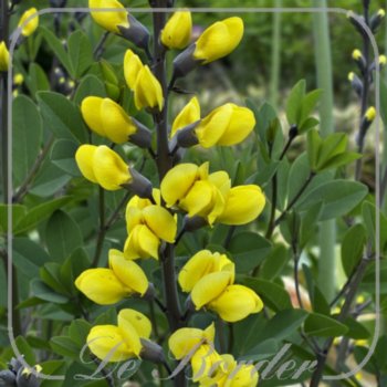 Baptisia 'Lemon Meringue'