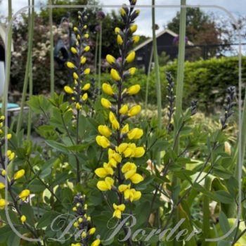 Baptisia 'Lemon Meringue'