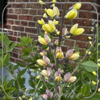 Baptisia 'Pink Lemonade'