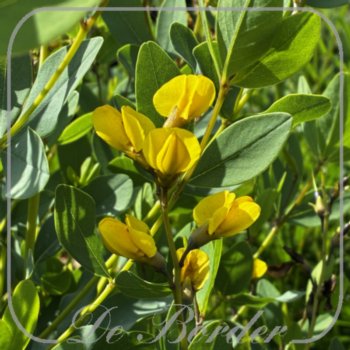 baptisia-sphaerocarpa-101 Baptisia sphaerocarpa