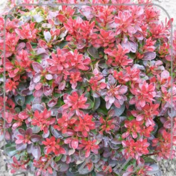 Berberis thunbergii 'Bagatelle'