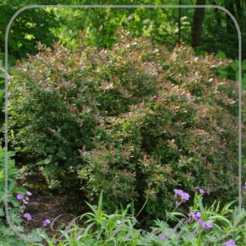 Berberis thunbergii 'Bagatelle'