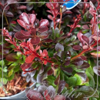 Berberis thunbergii 'Bagatelle'