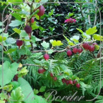 Bes 'Hinnonmaen Punainen'