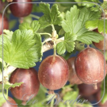 Bes 'Hinnonmaen Punainen'