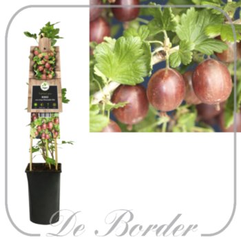 Bes 'Hinnonmaen Punainen'