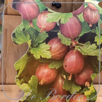 Bes 'Hinnonmaen Punainen'