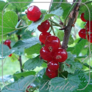 Bes 'Jonkheer van Tets'