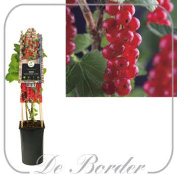 Bes 'Jonkheer van Tets'