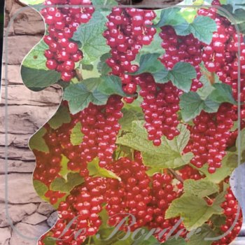 Bes 'Jonkheer van Tets'