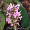 Betonica officinalis 'Pink Cotton Candy'