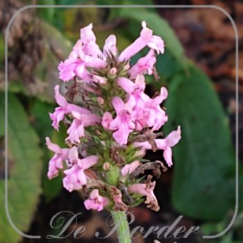 betonica-officinalis-pink-cotton-candy-192 Betonica officinalis 'Pink Cotton Candy'