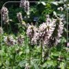 Betonica officinalis 'Summer Crush'