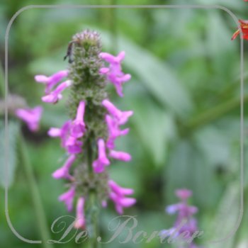 betonica-officinalis-summer-romance-315.jpg Betonica officinalis 'Summer Romance'