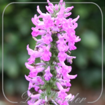 betonica-officinalis-summer-romance-528.jpg Betonica officinalis 'Summer Romance'