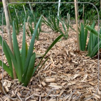 bio-kultura-miscanthus-mulch-70l-446 Bio-kultura Miscanthus-mulch 70L