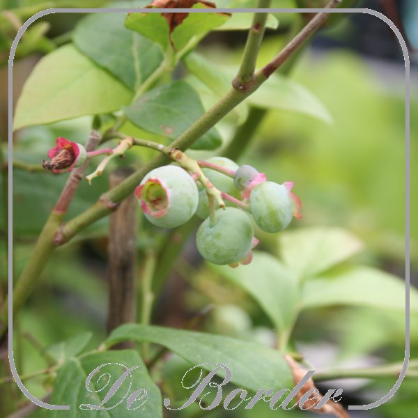 Vaccinium corymbosum 'Flamingo'