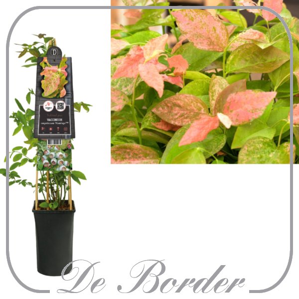 Bosbes 'Flamingo'