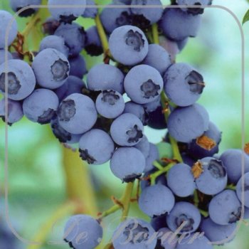 Bosbes 'Goldtraube 23'