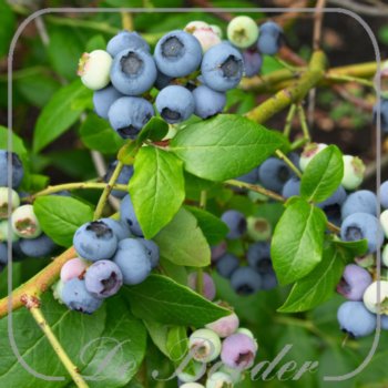 Bosbes 'Goldtraube 23'