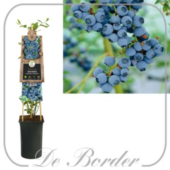 Bosbes 'Goldtraube 23'