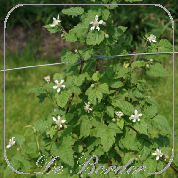 braam-tayberry-022 Braam 'Tayberry'