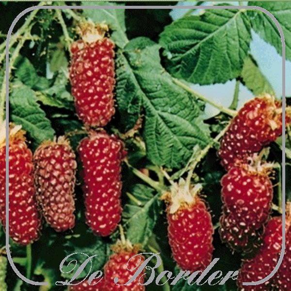 braam-tayberry-364 Braam 'Tayberry'