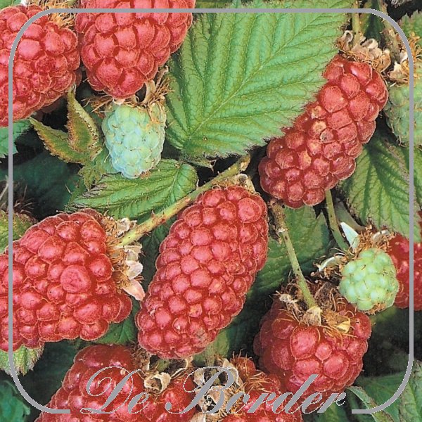 braam-tayberry-423 Braam 'Tayberry'