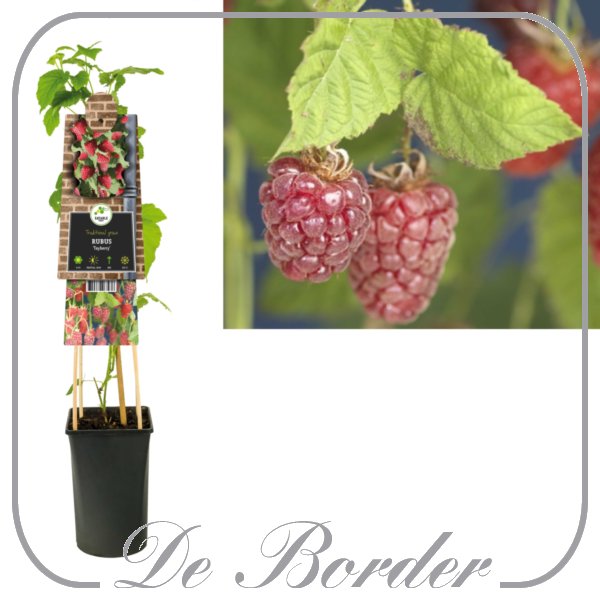 braam-tayberry-949 Braam 'Tayberry'