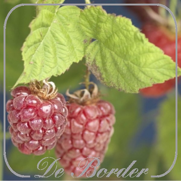 braam-tayberry-951 Braam Tayberry