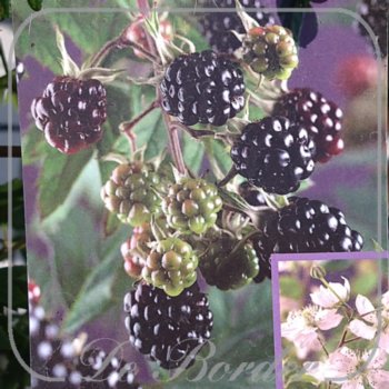 braam-thornless-evergreen-067 Braam 'Thornless Evergreen'