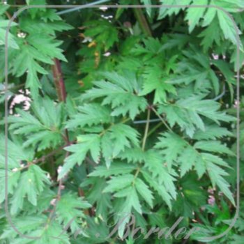 braam-thornless-evergreen-212 Braam 'Thornless Evergreen'