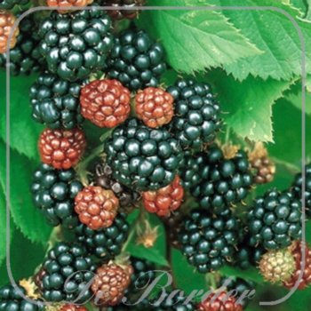 braam-thornless-evergreen-386.jpg Braam 'Thornless Evergreen'