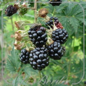 braam-thornless-evergreen-478 Braam 'Thornless Evergreen'