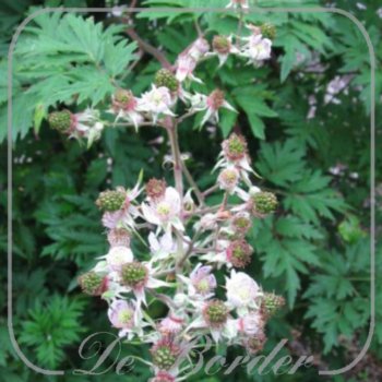 braam-thornless-evergreen-507 Braam 'Thornless Evergreen'