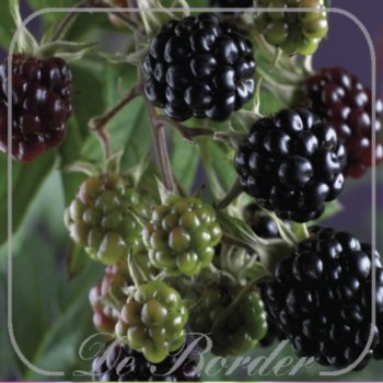 Braam 'Thornless Evergreen'
