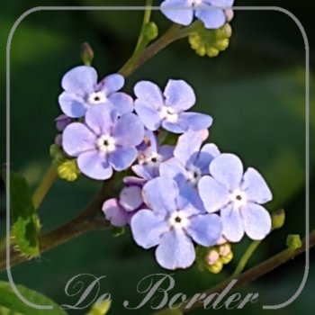 Brunnera macrophylla 'Hadspen Cream'