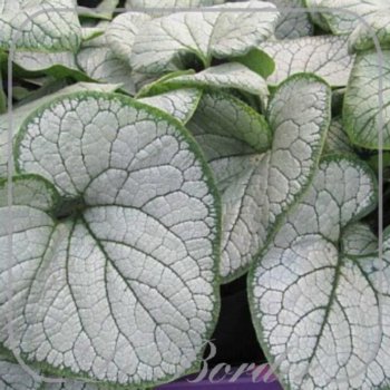 Brunnera macrophylla 'Silver Heart'