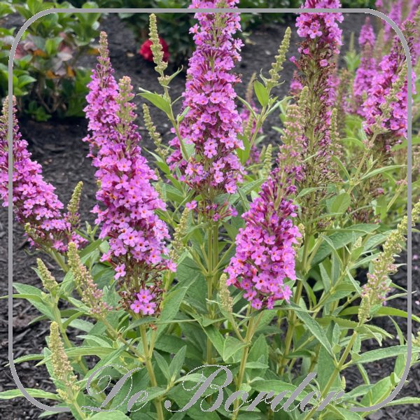 Buddleja 'Birthday Cake'