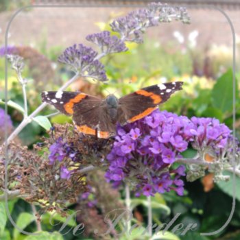 Buddleja davidii 'Adonis Blue'