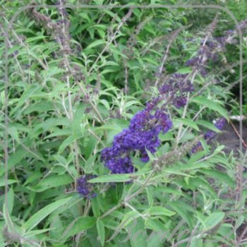 Buddleja davidii 'Adonis Blue'