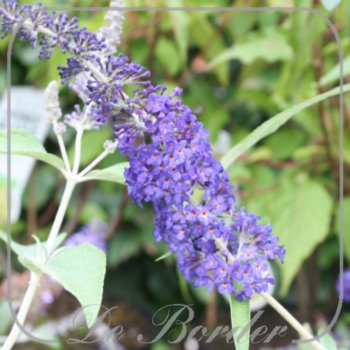 Buddleja davidii 'Adonis Blue'