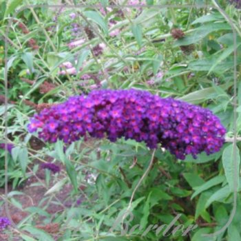 buddleja-davidii-black-knight-596 Buddleja davidii 'Black Knight'