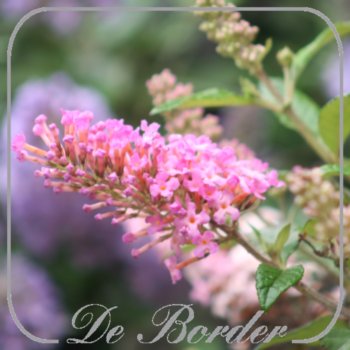Buddleja davidii 'Butterfly Candy Little Pink'