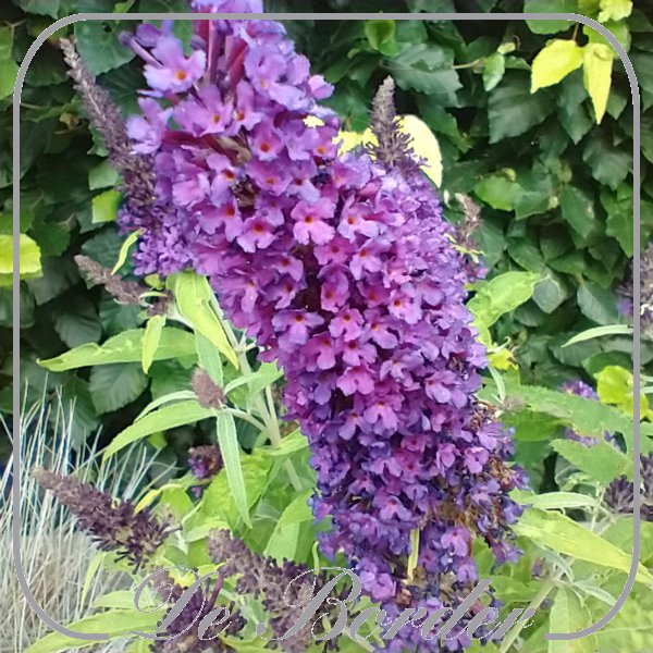 Buddleja davidii 'Butterfly Candy Little Purple'